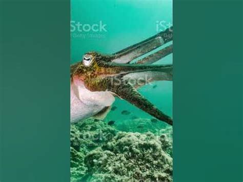 廈門小魷魚怎麼樣？從多維度探討這一神秘海洋生物